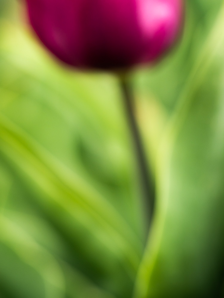 Photo-Art-Grace-Tulipe-03